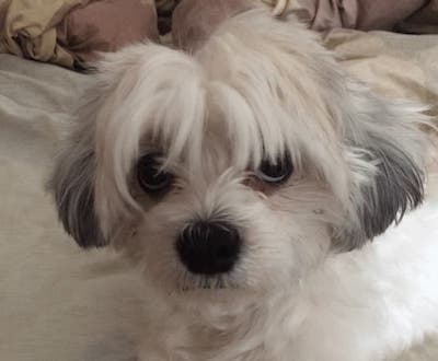 can dogs eat sourdough bread