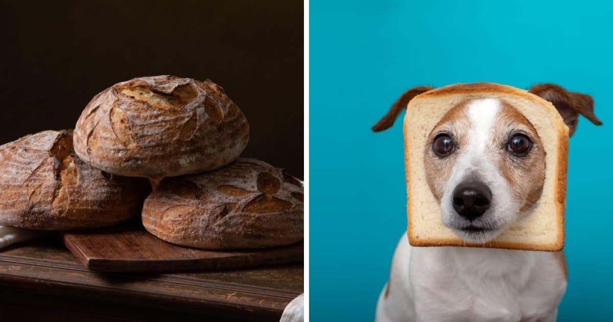 is bread good for dogs