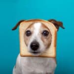 Dog with slice of bread on head on blue background