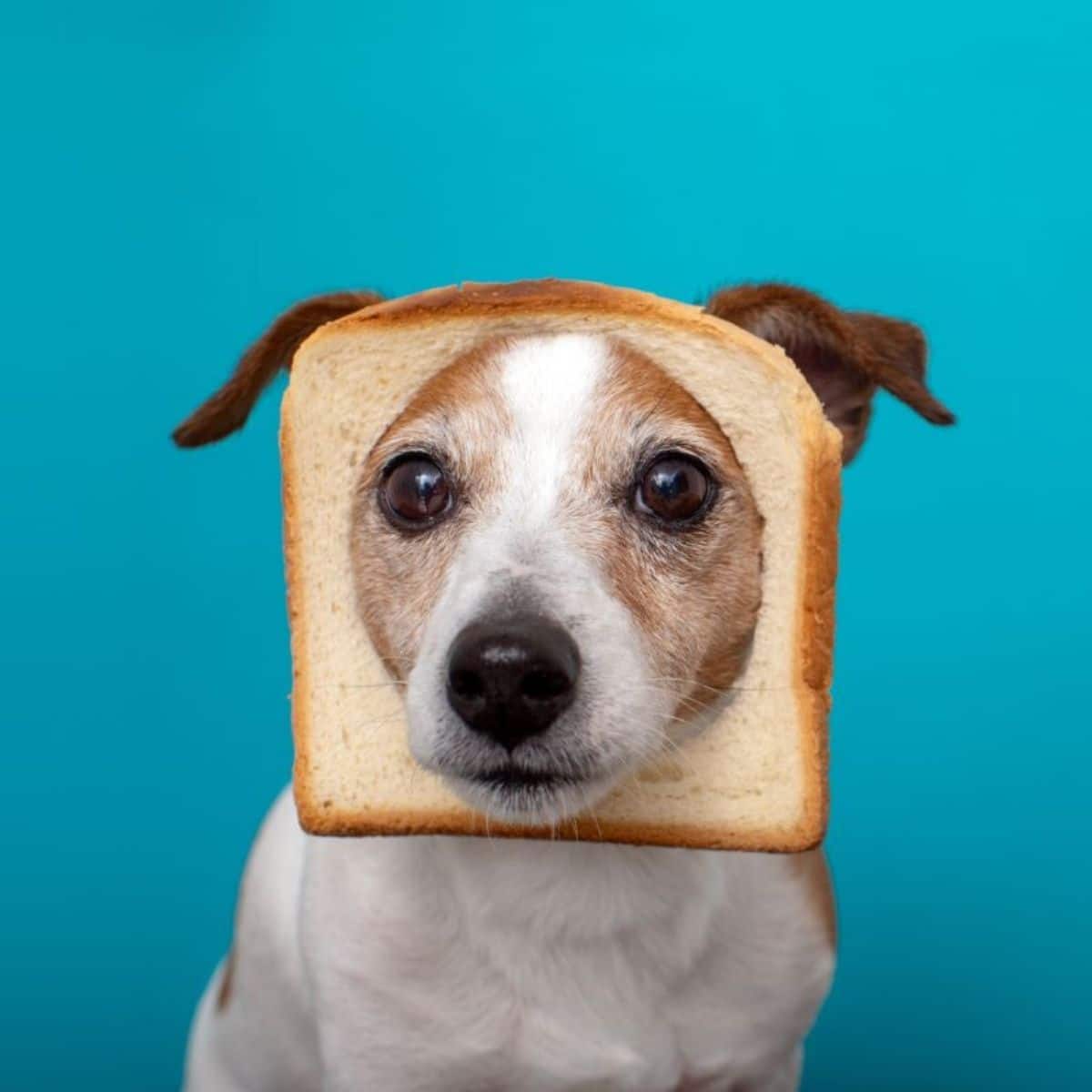 is ezekiel bread good for dogs