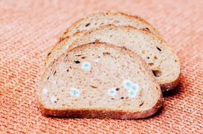 🥖 Can Old Bread Make You Sick?