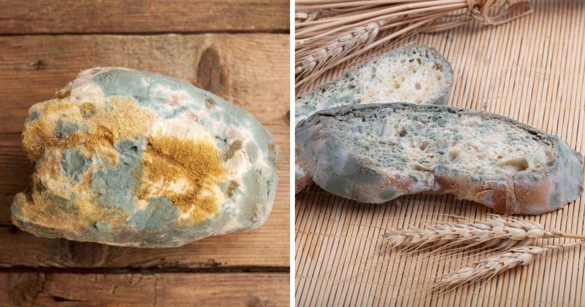 🥖 Does Bread Go Bad?