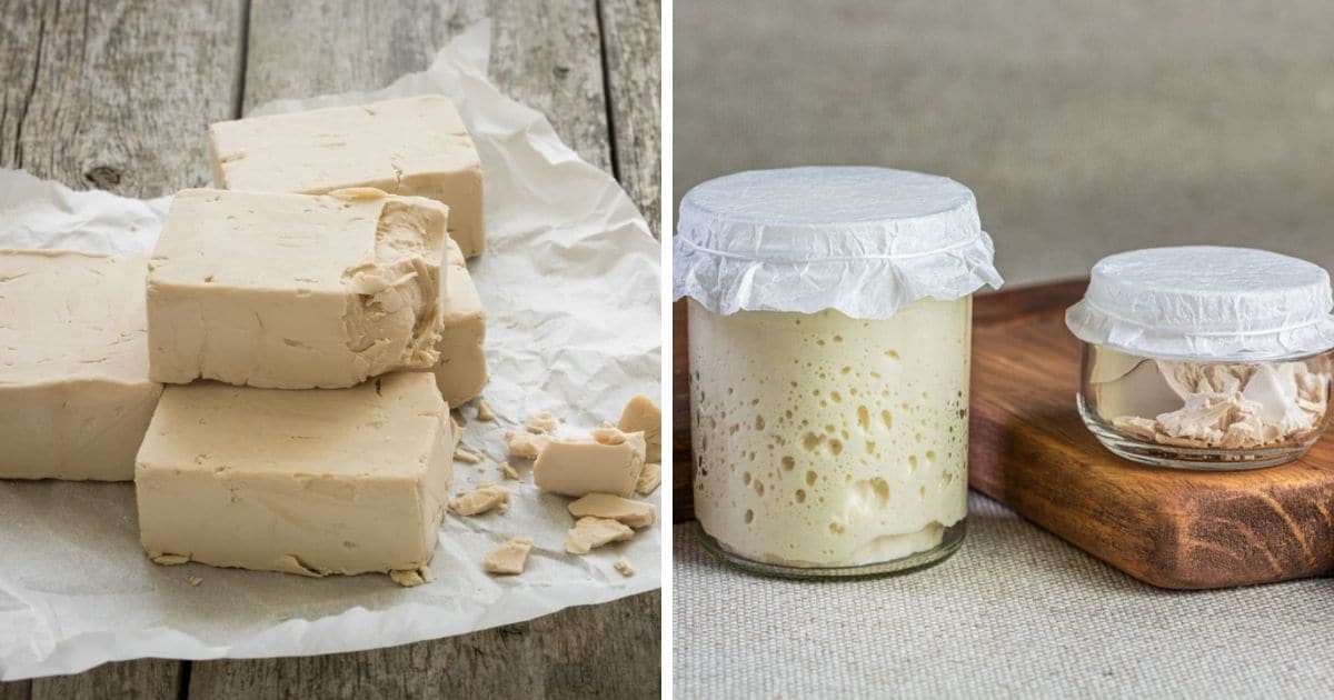 🥖 Does Yeast Have To Be Refrigerated?