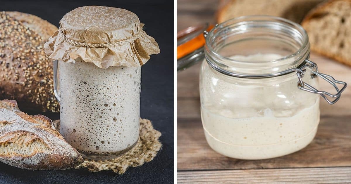🥖 Best Sourdough Starter Container