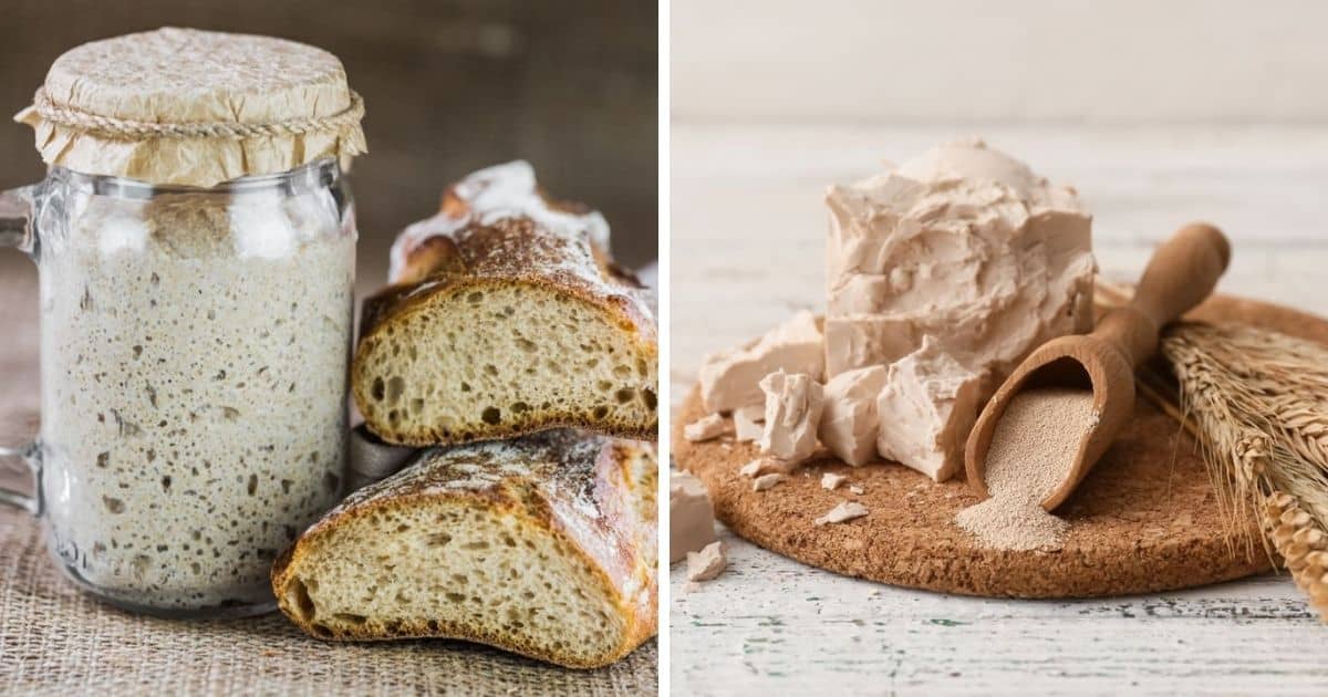 🥖 What Is The Alcohol Tolerance of Bread Yeast?