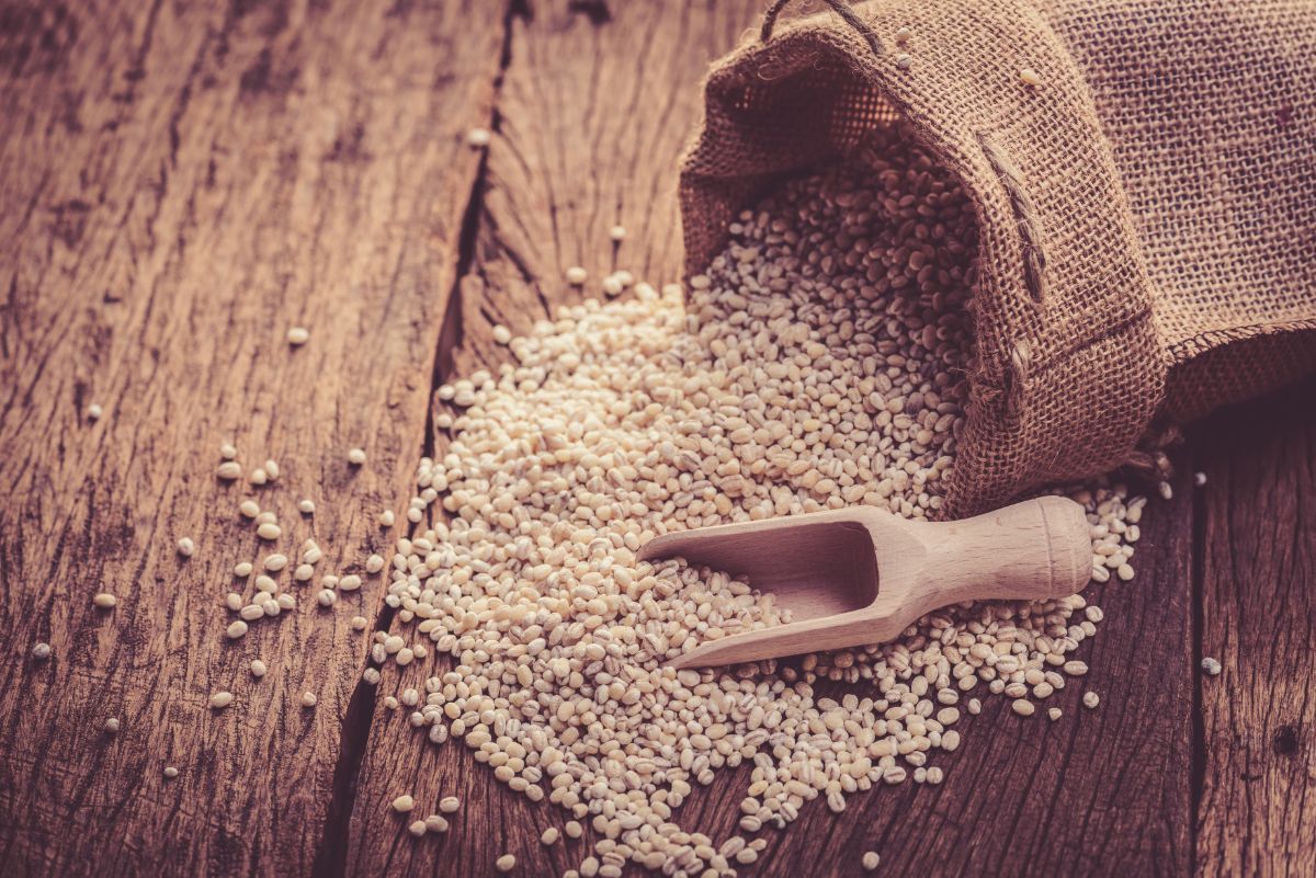 Barley beans spilled on wooden table from sack with wooden spoon