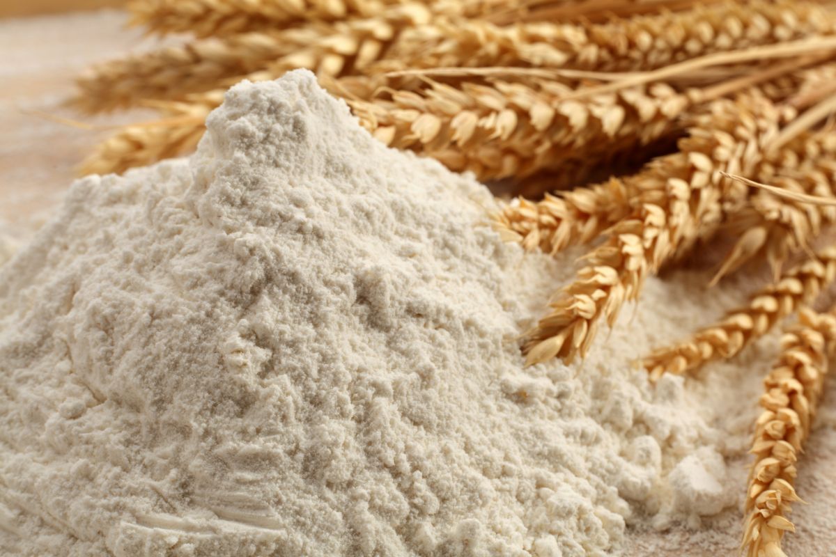 Bread flour next to wheat on table 