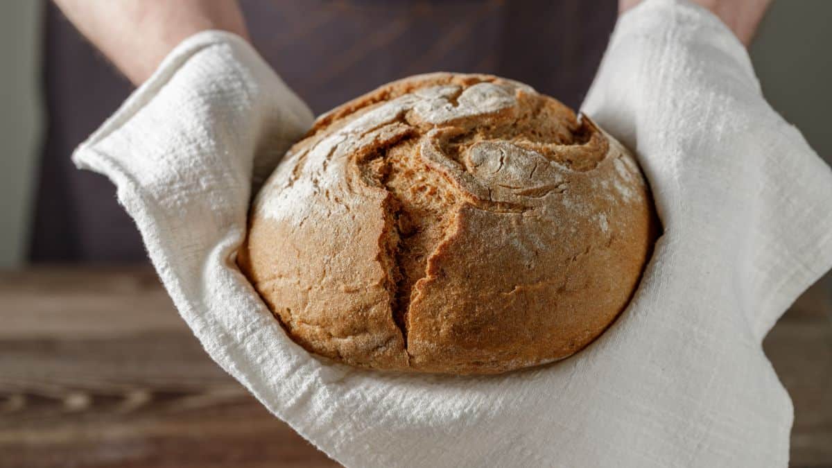 Fresh loaf of bread held by hands with cloth wipe
