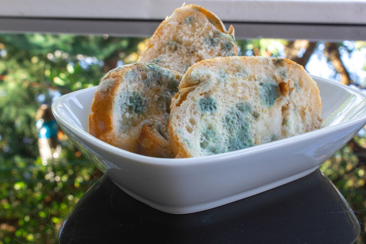 Slices of bread with mold on white plate