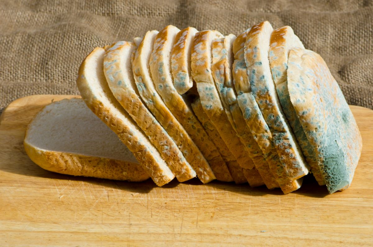 Moldy sliced loaf of bread on wooden pad