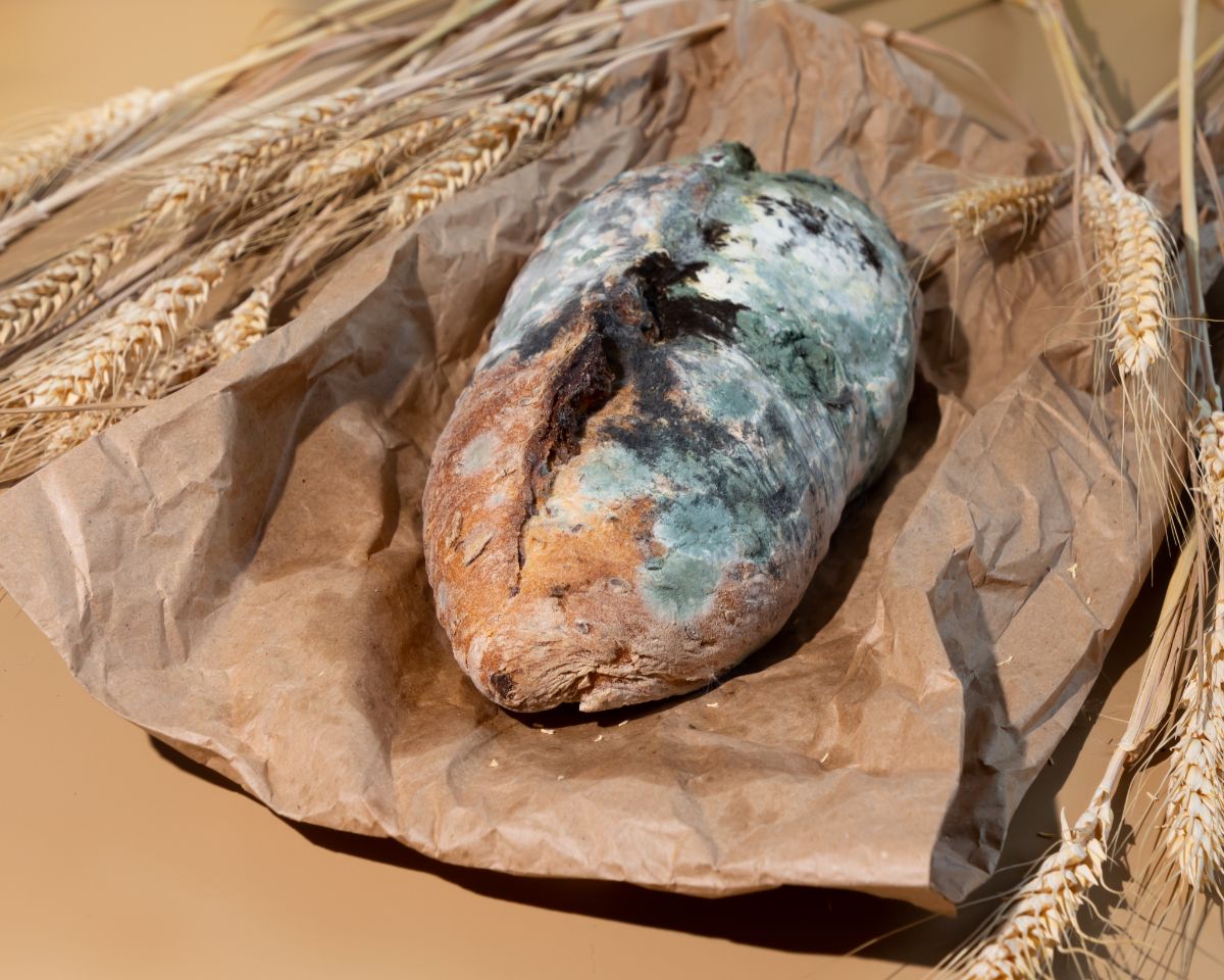 Moldy loaf of bread on paper bag on table with wheat