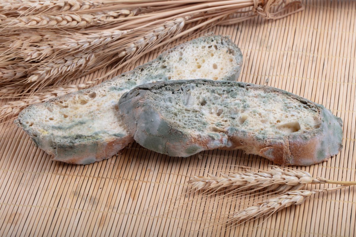 Moldy slices of bread with stalks of wheat on brown pad