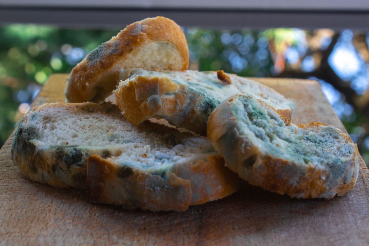 Moldy slices of bread on wooden pad