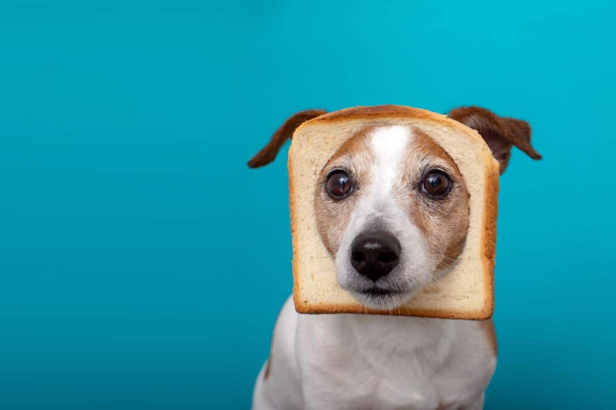 Dog with slice of bread on head on blue background